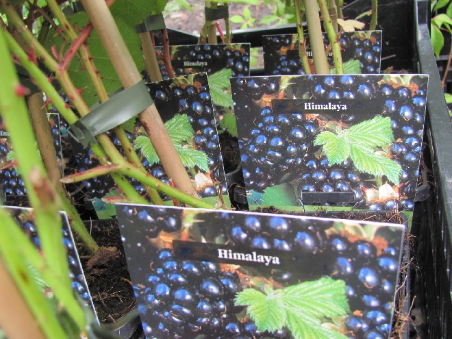 Rubus fruticosus 'Himalaya' Braam