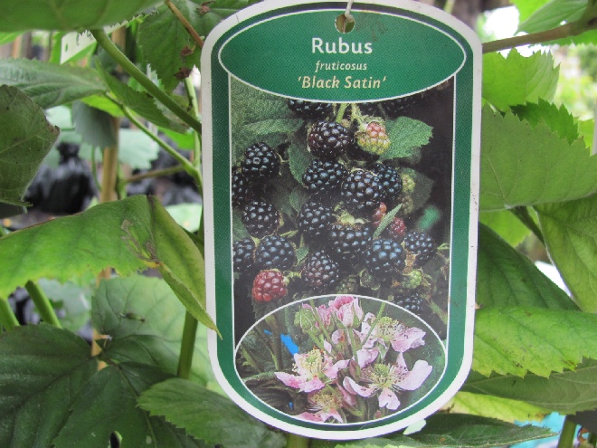 Rubus fruticosus 'Black Satin' Braam