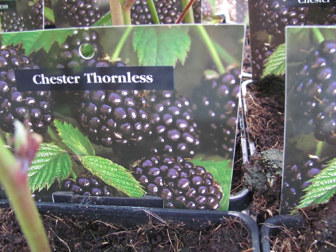 Rubus fruticosus 'Chester Thornless' Doornloze Braam