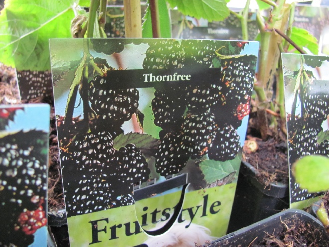 Rubus fruticosus 'Thornfree' Braam