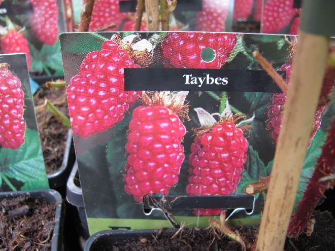 Rubus 'Tayberry' Tayberry, Taybes, Braamframboos