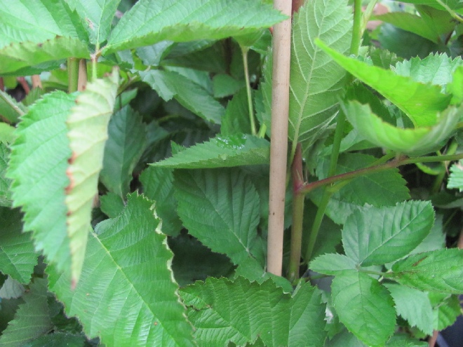 Rubus fruticosus 'LUB MB233' (Navaho BigandEarly) Dorenloze Braam