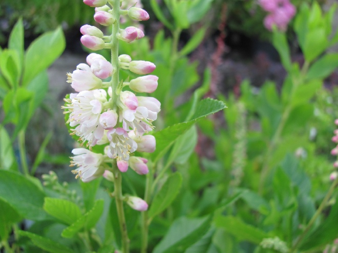 Clethra alnifolia 'Pink Spire' Roze Schijnels