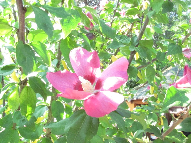 Hibiscus syriacus 'Woodbridge' Althaeastruik
