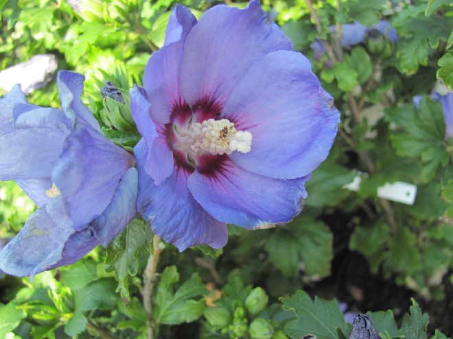 Hibiscus syriacus 'Oiseau Bleu' Althaeastruik