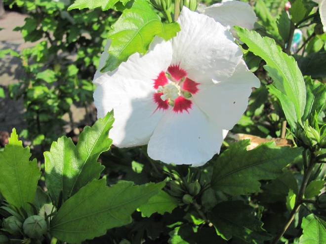 Hibiscus syriacus 'Red Heart' Althaeastruik