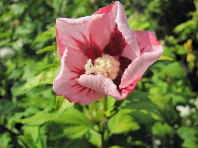 Hibiscus syriacus 'Hamabo' Althaeastruik