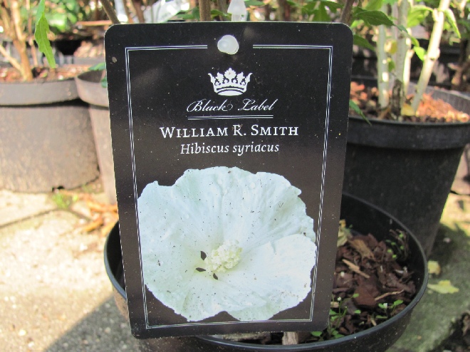 Hibiscus syriacus 'William R. Smith' Althaeastruik