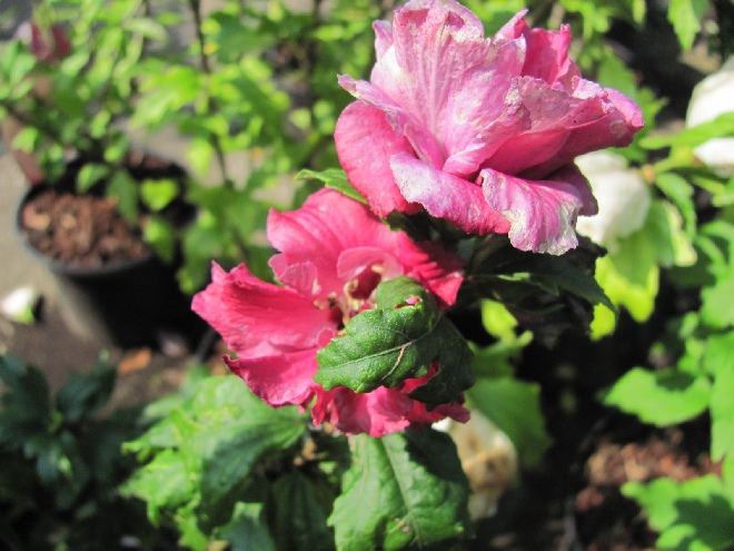 Hibiscus syriacus 'Duc de Brabant' Althaeastruik