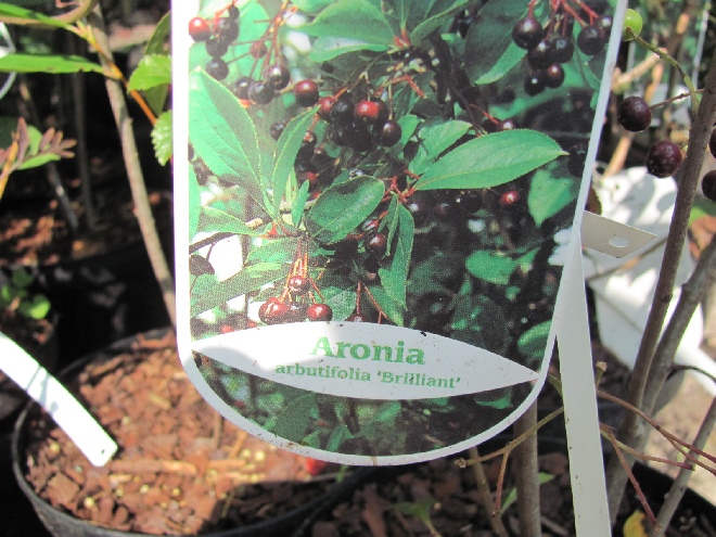 Aronia arbutifolia 'Brilliant' Appelbes