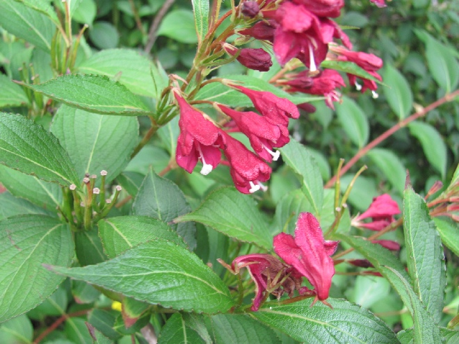 Weigela 'Newport Red' Weigelia