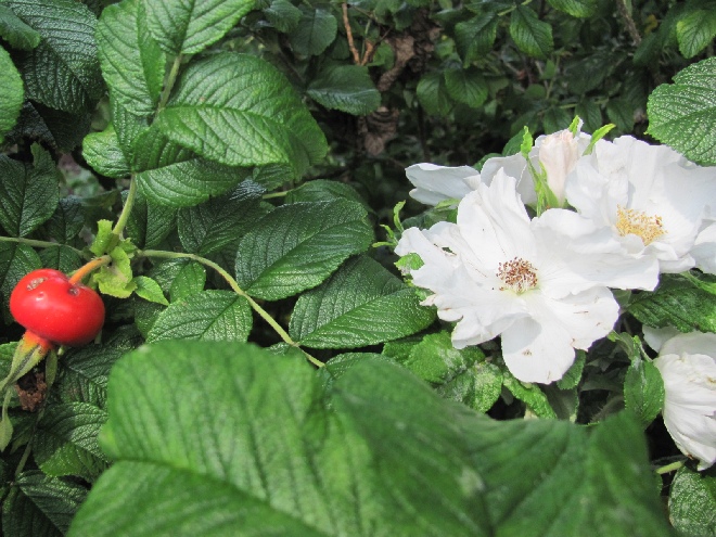 Rosa rugosa 'Alba' Japanse Bottelroos 'Alba'