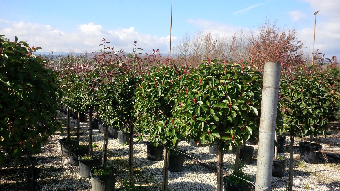 Photinia fraseri 'Red Robin' Glansmispel