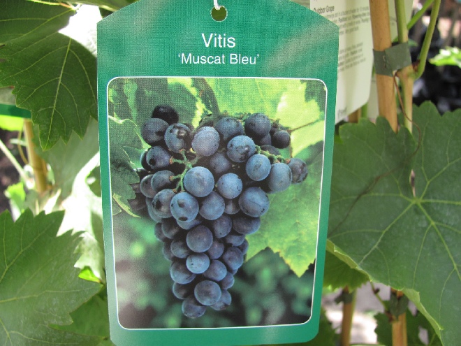 Vitis 'Muscat Bleu' Blauwe Druif