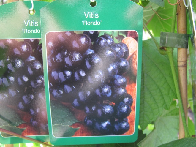 Vitis 'Rondo' Donkerblauwe Wijndruif
