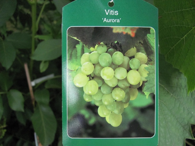 Vitis 'Aurore' Gele Druif voor in de Kas