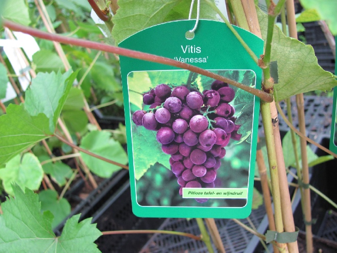 Vitis 'Vanessa' Pitloze Rode Druif