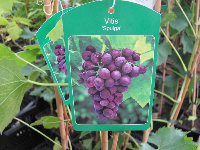 Vitis 'Spulga' Rode Wijndruif