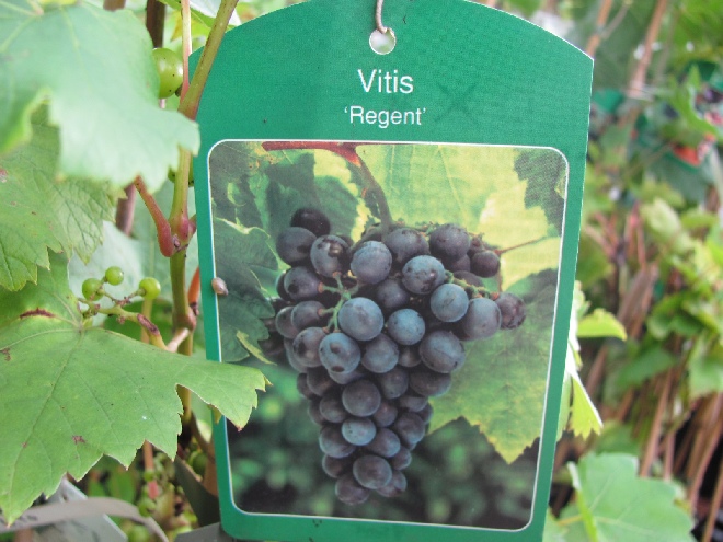 Vitis 'Regent' Blauwe Wijndruif