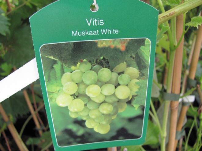 Vitis 'Muscat Blanc à Petits Grains' (syn. Muscat Blanc, Muscaat White) Zoete Gele Druif voor in de Kas