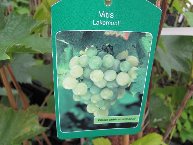 Vitis 'Lakemont' Pitloze Witte Druif