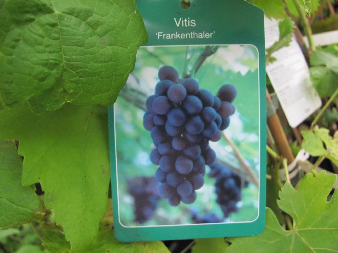 Vitis 'Frankenthaler' Zoete Blauwe Druif voor de Kas