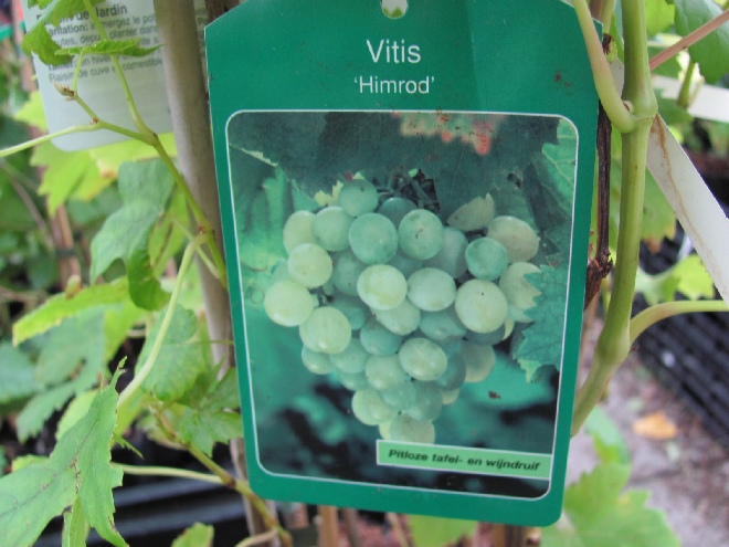 Vitis 'Himrod' Pitloze Witte Druif