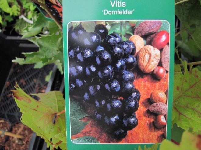 Vitis 'Dornfelder' Wijn- en Tafeldruif uit Duitsland