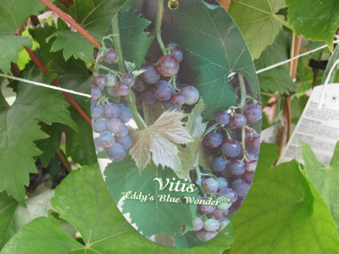 Vitis 'Eddy's Blue Wonder' Pitloze Blauwe Druif