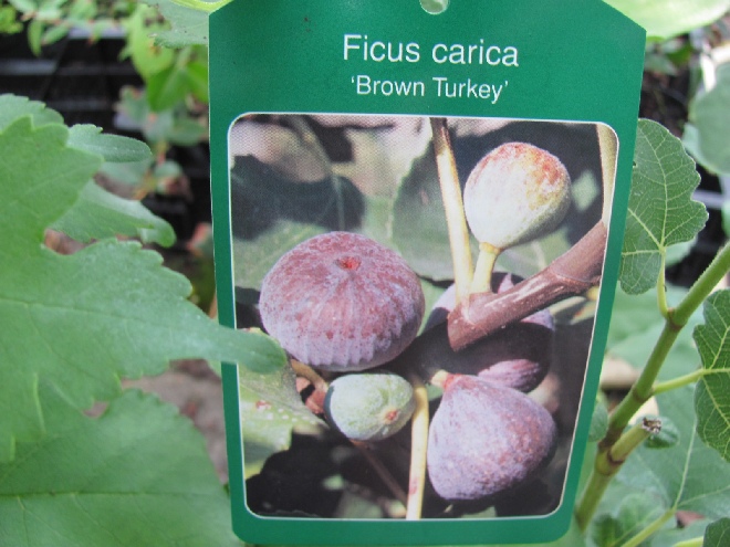 Ficus carica 'Brown Turkey' Vruchtdragende Vijg