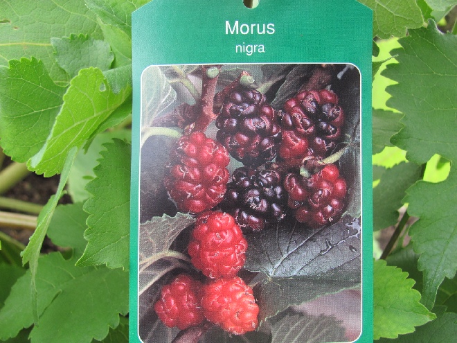 Morus nigra Zwarte Moerbei