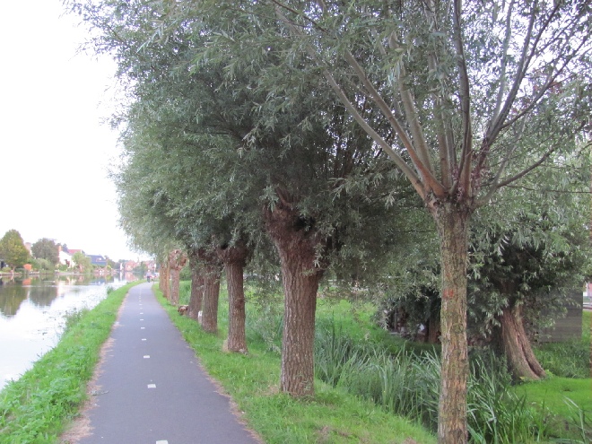 Salix alba (Knotvorm) Knotwilg