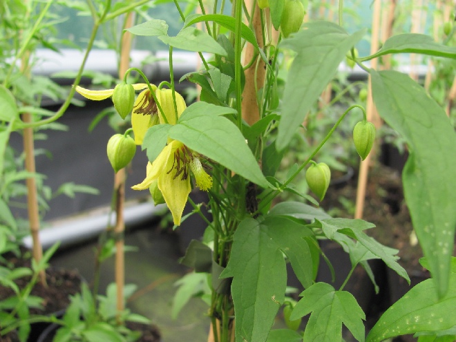 Clematis 'Aureolin' Tangutica groep