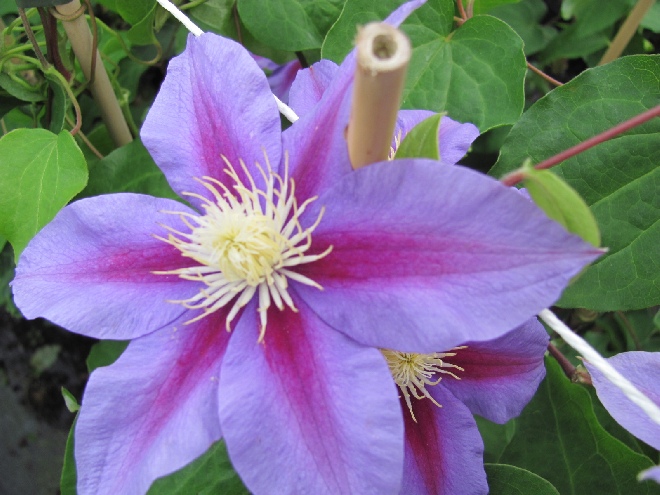 Clematis 'Barbara Jackman' Patens groep