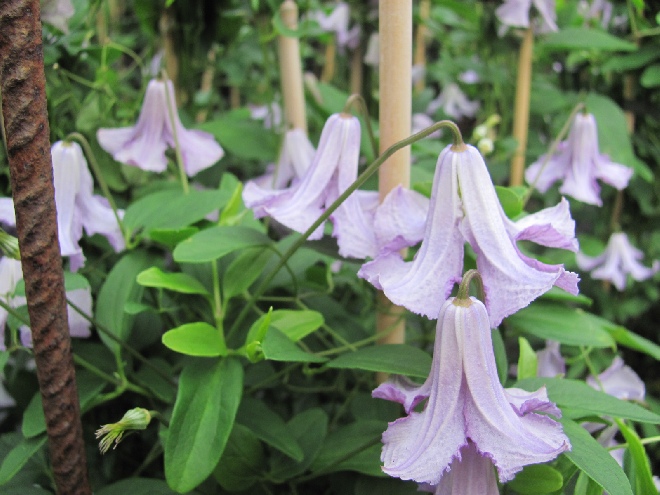 Clematis 'Betty Corning' Viticella groep