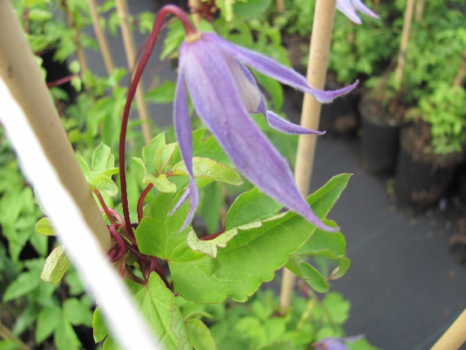 Clematis 'Blue Bird' Blauwpaarse Gevulde Bosrank