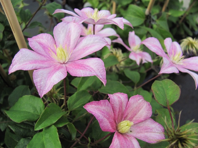 Clematis 'Caroline' Patens groep