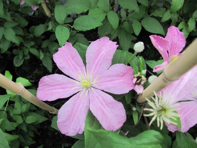 Clematis 'Comtesse de Bouchaud' Bosrank, Patens groep