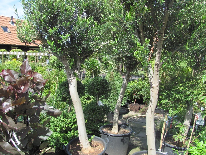Olea europaea Echte Olijfboom