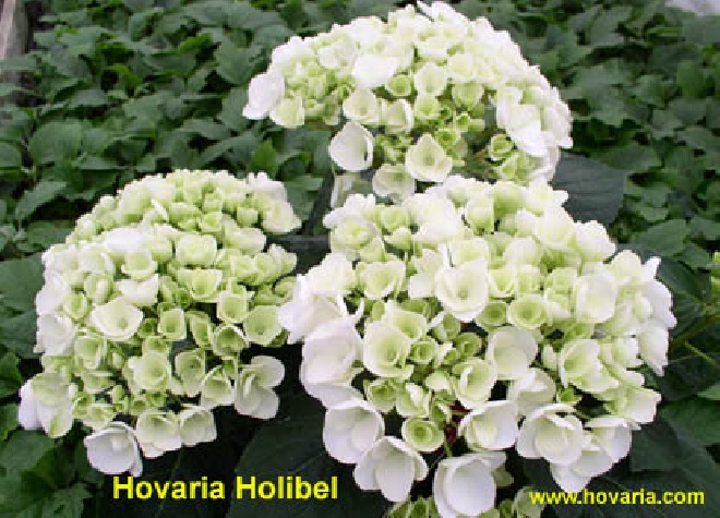 Hydrangea macrophylla 'Holibel' Hovaria ® Hortensia