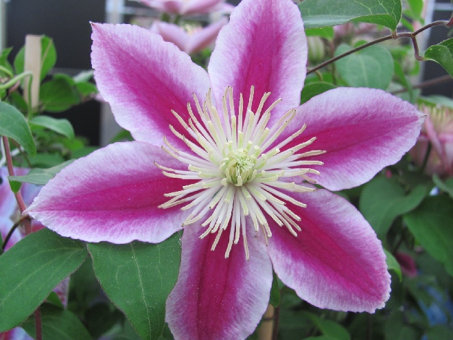 Clematis 'Zoang' (Angela) Patens groep