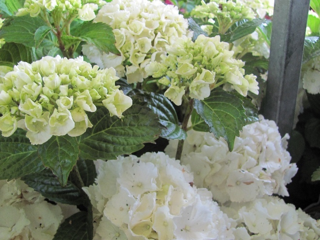 Hydrangea macrophylla 'Schneeball' Hortensia 'Schneeball'