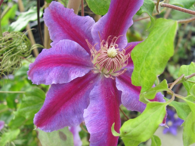 Clematis 'Dr Ruppel' Bosrank