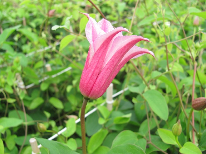 Clematis 'Duchess of Albany' Texensis groep