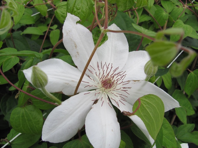 Clematis 'Duchess of Edinburgh' Patens groep