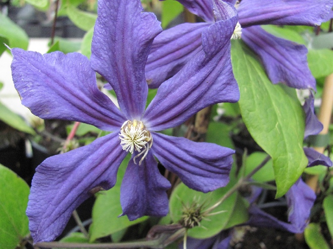 Clematis durandii Bosrank