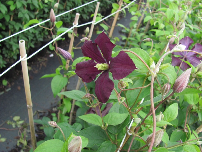Clematis 'Etoile Violette' Viticella groep