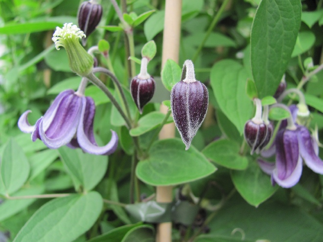 Clematis 'Fascination' Diversifolia groep