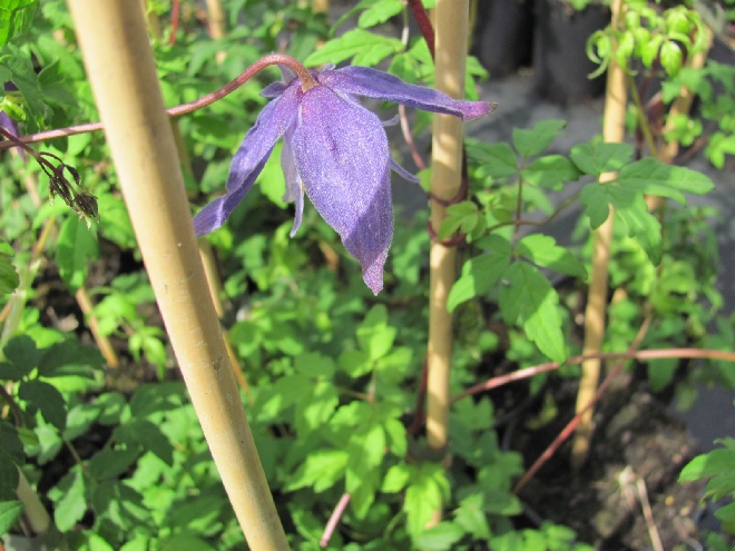 Clematis 'Frances Rivis' Blauwe Bosrank