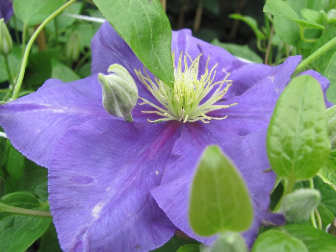 Clematis 'Jadwiga Teresa' (General Sikorski) Bosrank
